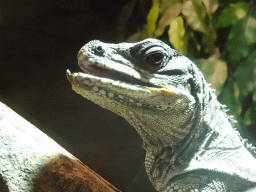 Amboina Sail-finned Lizard at the upper floor of the Reptielenhuis De Aarde zoo