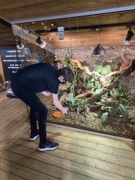 Zookeeper opening the enclosure of the Blue-spotted Tree Monitor at the upper floor of the Reptielenhuis De Aarde zoo