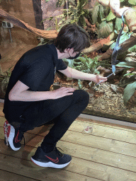 Zookeeper feeding a baby mouse to the Blue-spotted Tree Monitor at the upper floor of the Reptielenhuis De Aarde zoo