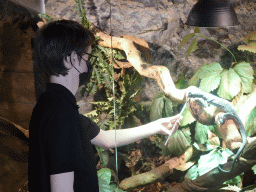 Zookeeper feeding a baby mouse to the Blue-spotted Tree Monitor at the upper floor of the Reptielenhuis De Aarde zoo