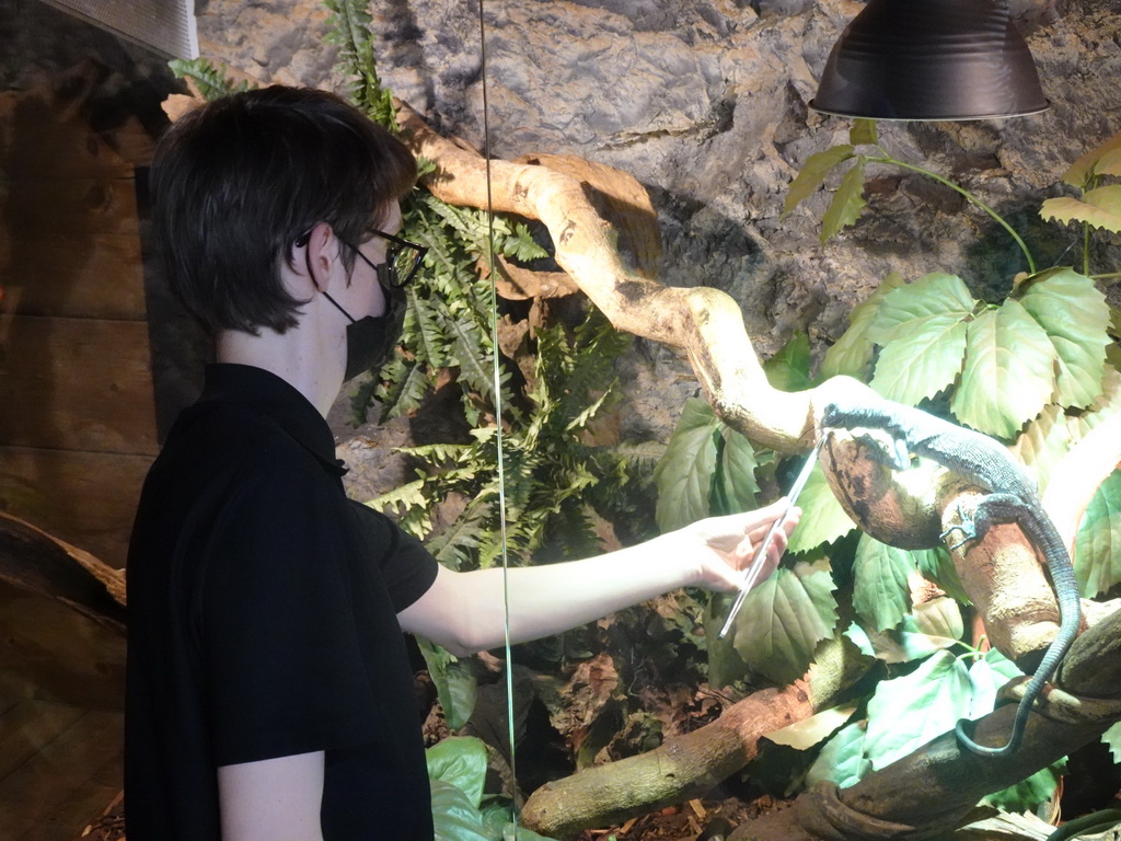 Zookeeper feeding a baby mouse to the Blue-spotted Tree Monitor at the upper floor of the Reptielenhuis De Aarde zoo