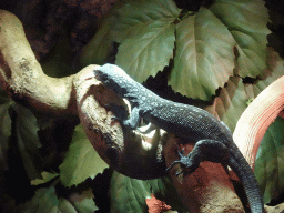 Blue-spotted Tree Monitor eating a baby mouse at the upper floor of the Reptielenhuis De Aarde zoo