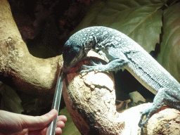 Zookeeper feeding a baby mouse to the Blue-spotted Tree Monitor at the upper floor of the Reptielenhuis De Aarde zoo