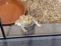 Bearded Dragon at the lower floor of the Reptielenhuis De Aarde zoo