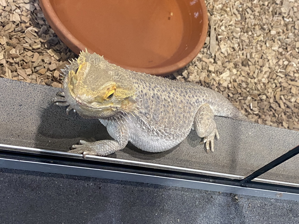 Bearded Dragon at the lower floor of the Reptielenhuis De Aarde zoo