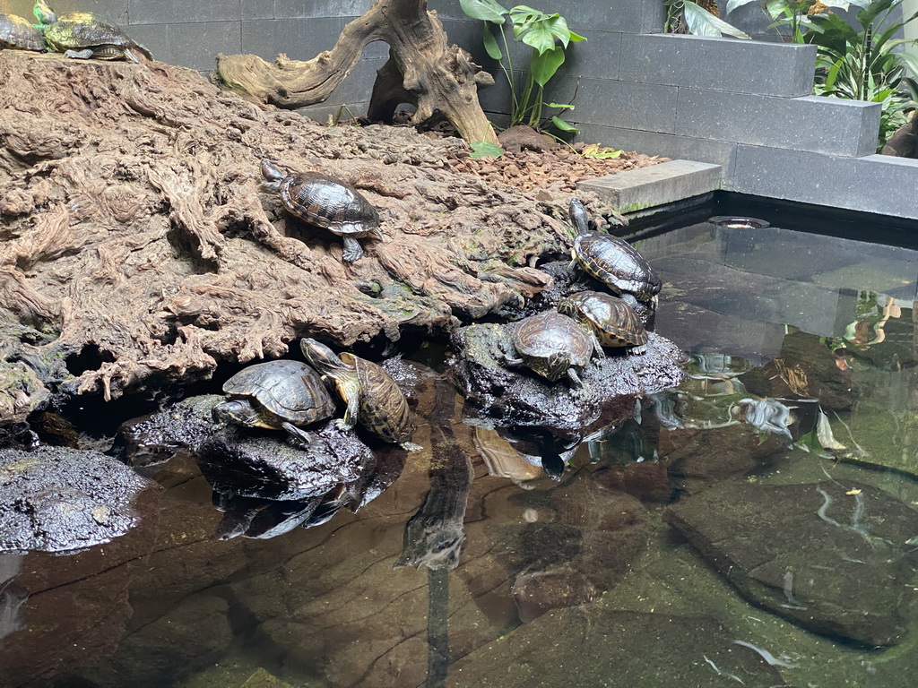 Red-eared Sliders at the lower floor of the Reptielenhuis De Aarde zoo