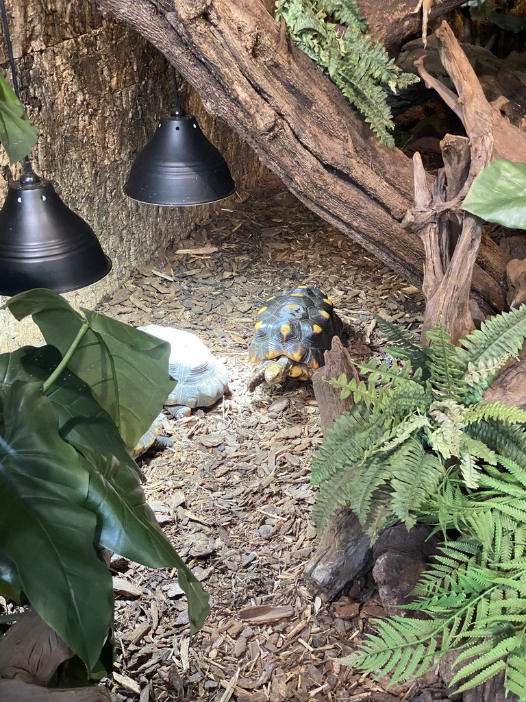 Red-footed Tortoises at the lower floor of the Reptielenhuis De Aarde zoo