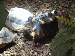 Red-footed Tortoises at the lower floor of the Reptielenhuis De Aarde zoo