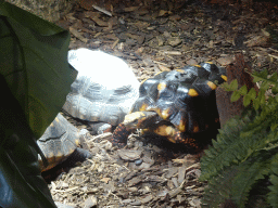 Red-footed Tortoises at the lower floor of the Reptielenhuis De Aarde zoo