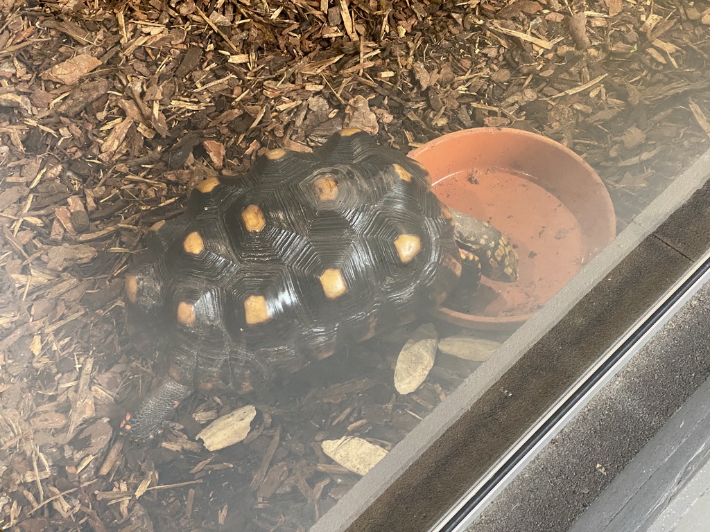 Red-footed Tortoise at the lower floor of the Reptielenhuis De Aarde zoo