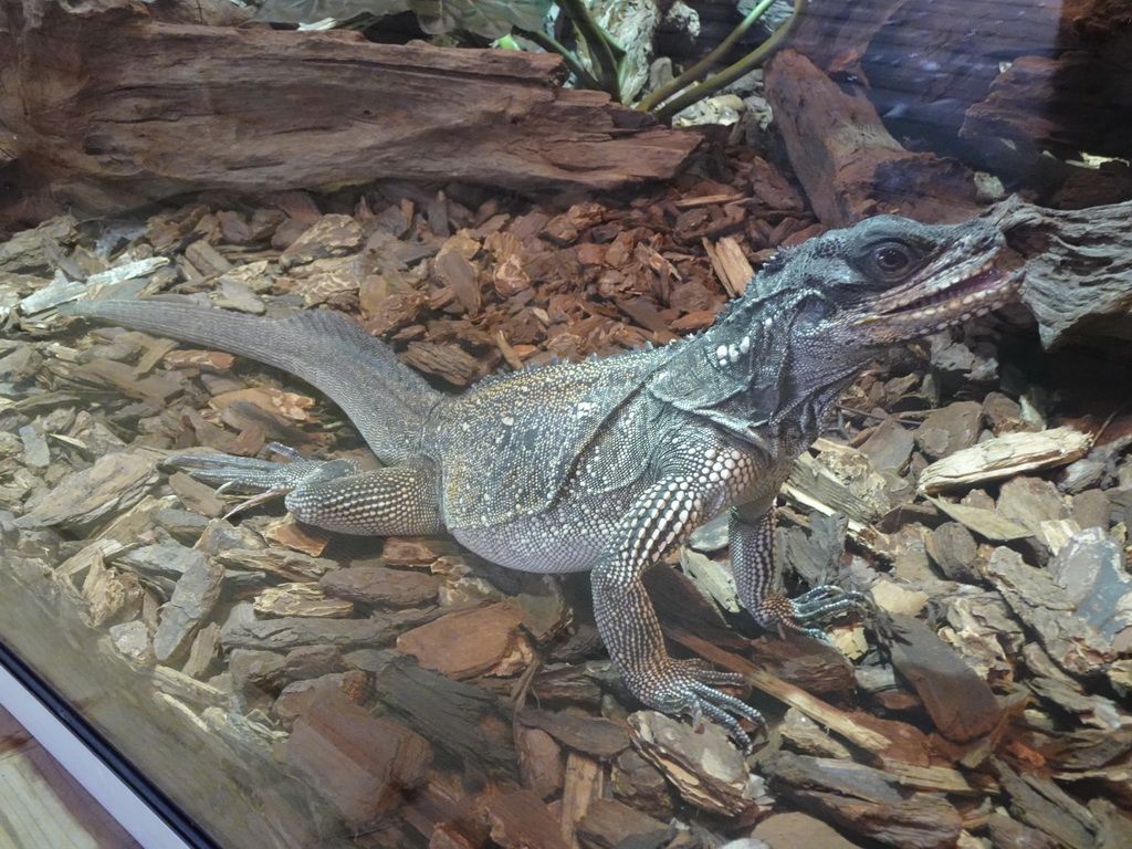 Amboina Sail-finned Lizard at the upper floor of the Reptielenhuis De Aarde zoo