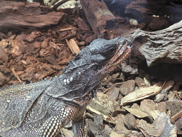 Amboina Sail-finned Lizard at the upper floor of the Reptielenhuis De Aarde zoo