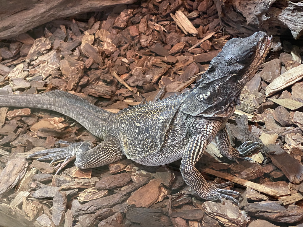 Amboina Sail-finned Lizard at the upper floor of the Reptielenhuis De Aarde zoo