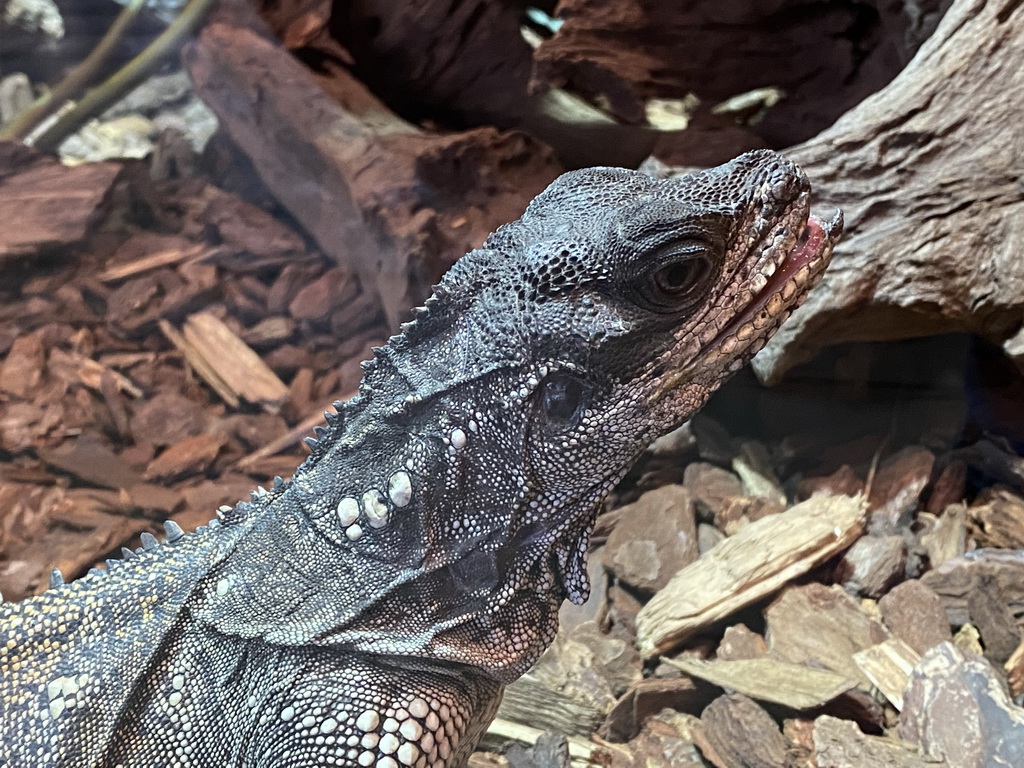 Amboina Sail-finned Lizard at the upper floor of the Reptielenhuis De Aarde zoo