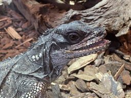 Amboina Sail-finned Lizard at the upper floor of the Reptielenhuis De Aarde zoo