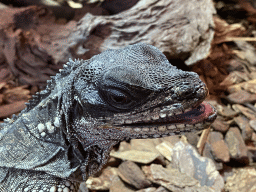Head of an Amboina Sail-finned Lizard at the upper floor of the Reptielenhuis De Aarde zoo