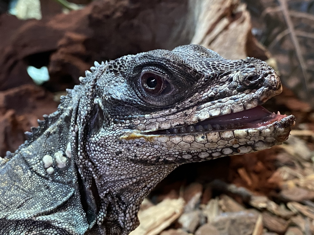 Head of an Amboina Sail-finned Lizard at the upper floor of the Reptielenhuis De Aarde zoo