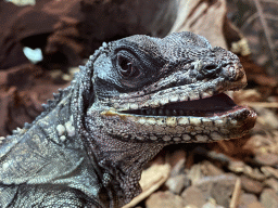 Head of an Amboina Sail-finned Lizard at the upper floor of the Reptielenhuis De Aarde zoo