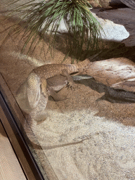 Savannah Monitors at the upper floor of the Reptielenhuis De Aarde zoo
