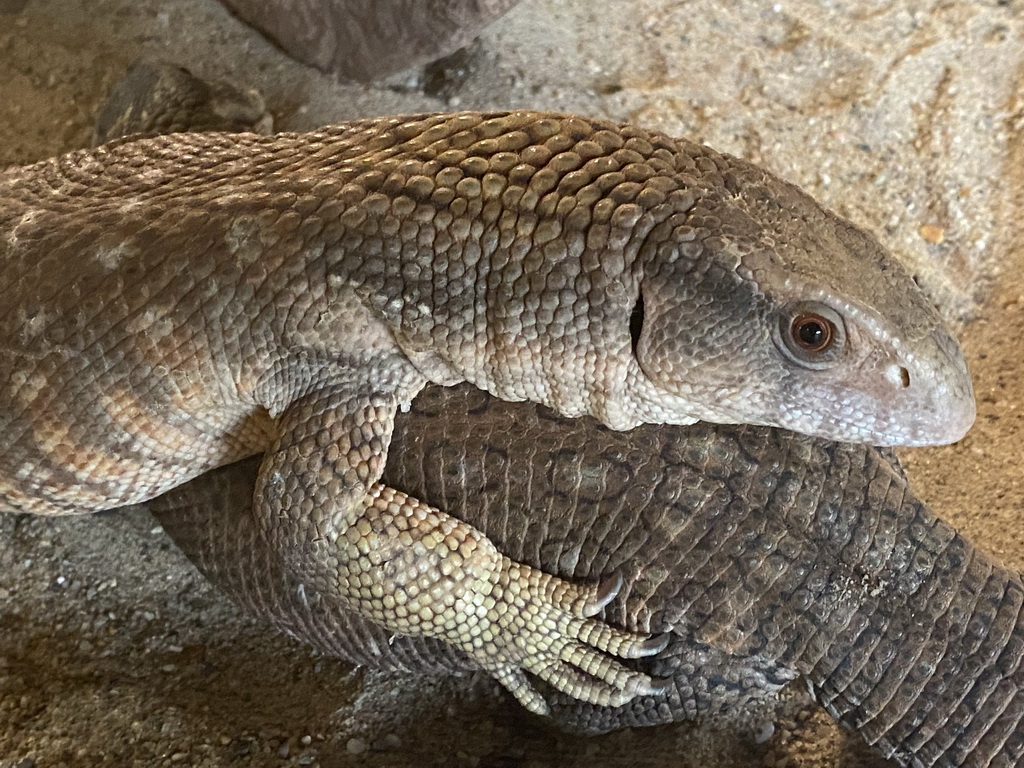 Savannah Monitors at the upper floor of the Reptielenhuis De Aarde zoo