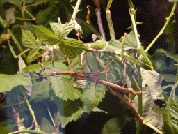 Stick Insects at the lower floor of the Reptielenhuis De Aarde zoo