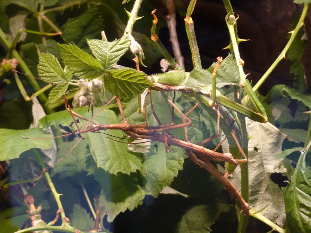 Stick Insects at the lower floor of the Reptielenhuis De Aarde zoo