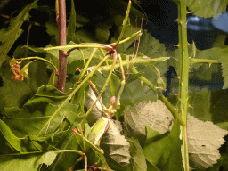 Stick Insects at the lower floor of the Reptielenhuis De Aarde zoo