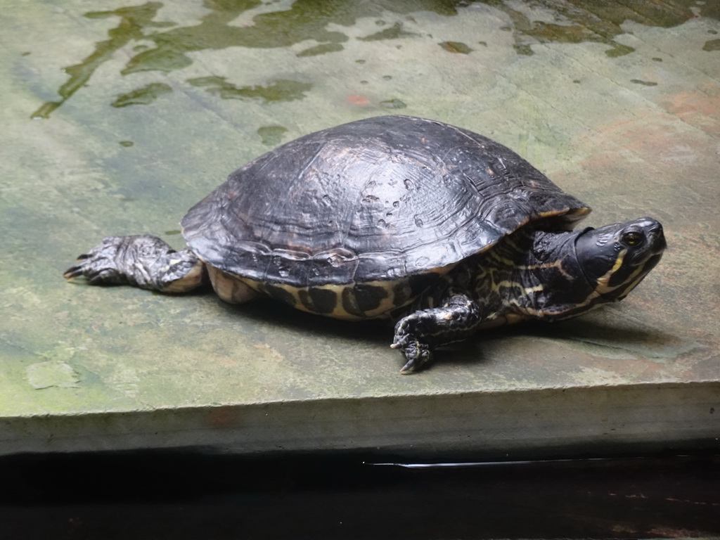 Red-eared Slider at the lower floor of the Reptielenhuis De Aarde zoo