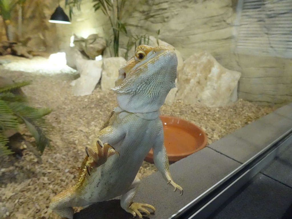 Bearded Dragon at the lower floor of the Reptielenhuis De Aarde zoo