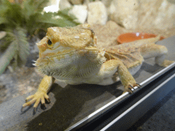 Bearded Dragon at the lower floor of the Reptielenhuis De Aarde zoo