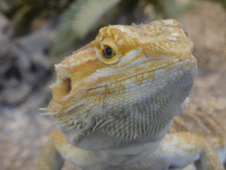 Head of a Bearded Dragon at the lower floor of the Reptielenhuis De Aarde zoo