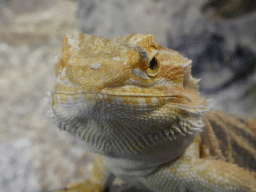 Head of a Bearded Dragon at the lower floor of the Reptielenhuis De Aarde zoo