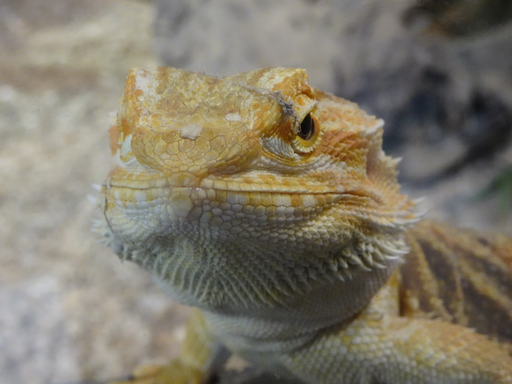 Head of a Bearded Dragon at the lower floor of the Reptielenhuis De Aarde zoo