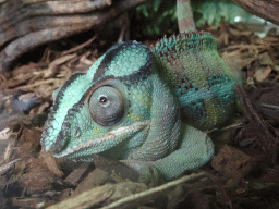 Panther Chameleon at the upper floor of the Reptielenhuis De Aarde zoo