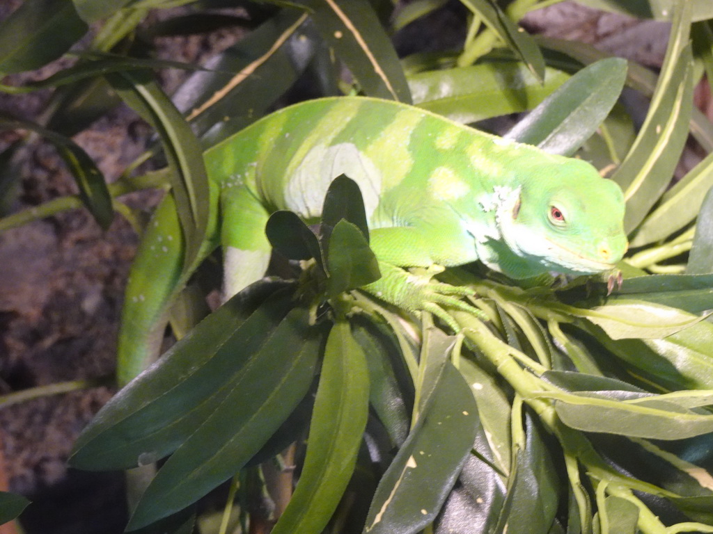 Fiji Banded Iguana at the upper floor of the Reptielenhuis De Aarde zoo