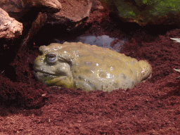 African Bullfrog at the lower floor of the Reptielenhuis De Aarde zoo