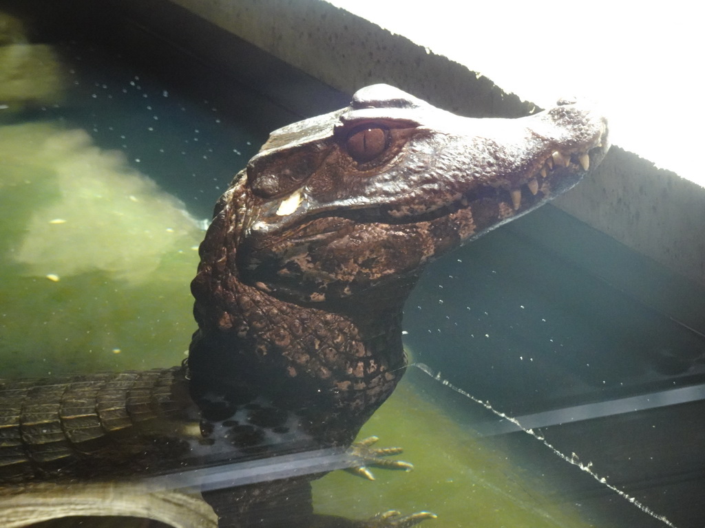 Cuvier`s Dwarf Caiman at the upper floor of the Reptielenhuis De Aarde zoo