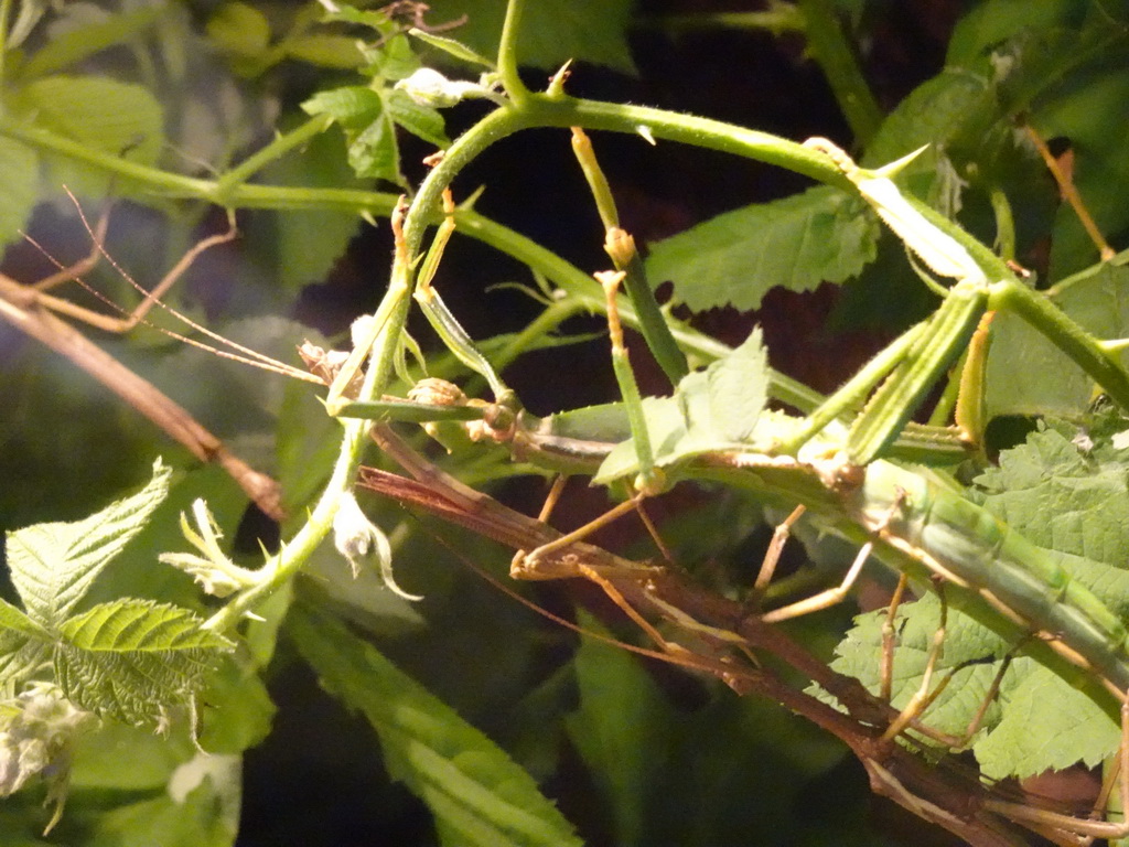 Stick Insects at the lower floor of the Reptielenhuis De Aarde zoo