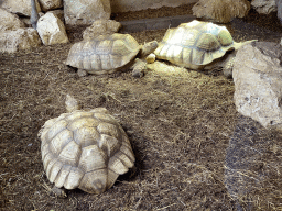 African Spurred Tortoises at the lower floor of the Reptielenhuis De Aarde zoo