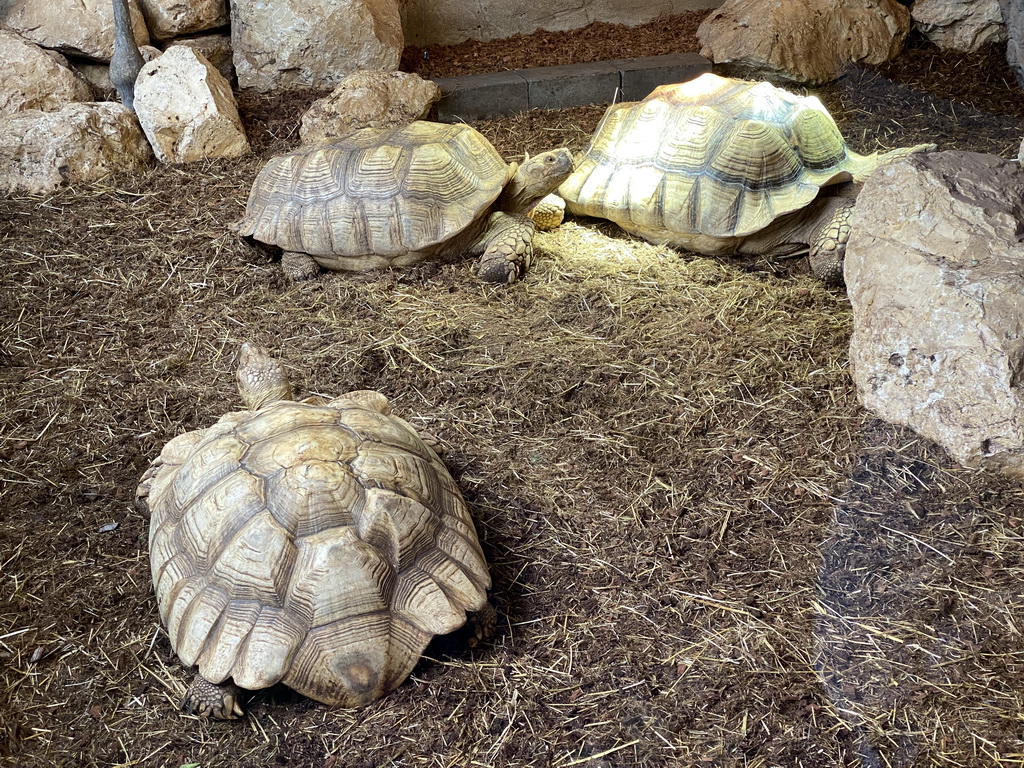 African Spurred Tortoises at the lower floor of the Reptielenhuis De Aarde zoo
