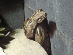 Boa Imperator at the lower floor of the Reptielenhuis De Aarde zoo