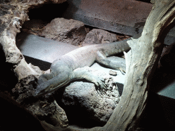 Mertens` Water Monitor at the upper floor of the Reptielenhuis De Aarde zoo