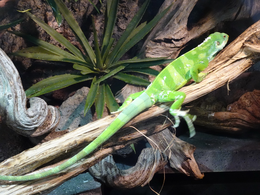 Fiji Banded Iguana at the upper floor of the Reptielenhuis De Aarde zoo