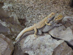 Bearded Dragons at the lower floor of the Reptielenhuis De Aarde zoo