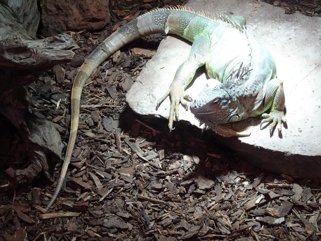 Green Iguana at the lower floor of the Reptielenhuis De Aarde zoo