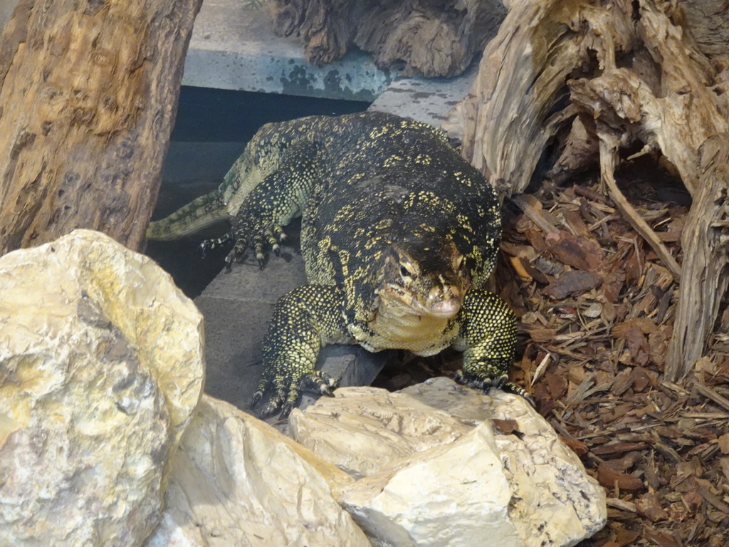 Asian Water Monitor at the lower floor of the Reptielenhuis De Aarde zoo