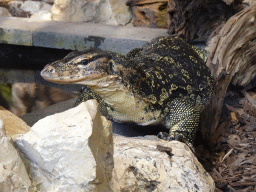 Asian Water Monitor at the lower floor of the Reptielenhuis De Aarde zoo