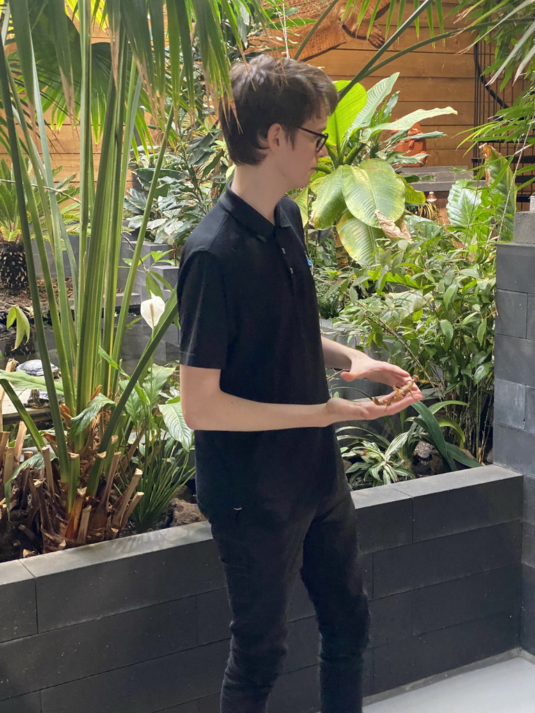 Zookeeper with an Australian Walking Stick at the lower floor of the Reptielenhuis De Aarde zoo