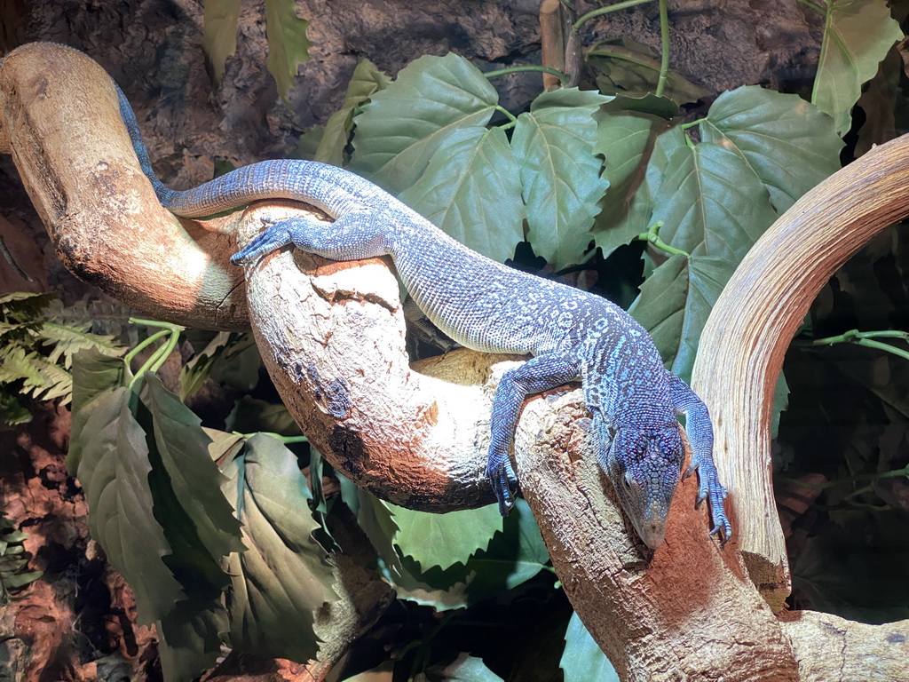 Blue-spotted Tree Monitor at the upper floor of the Reptielenhuis De Aarde zoo