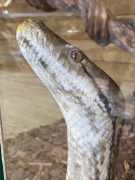 Head of a Reticulated Python at the upper floor of the Reptielenhuis De Aarde zoo